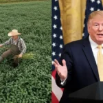 As Tariff Fallout Hits Hard, Trump Pushes $12 Billion Bailout to Shield Farmers