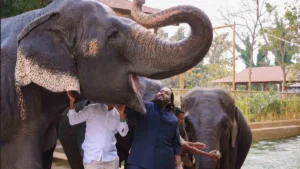 Indian Tax on Animal Imports Deals Blow to